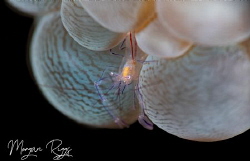 My bubbles.... Bubble Coral Shrimp by Morgan Riggs 